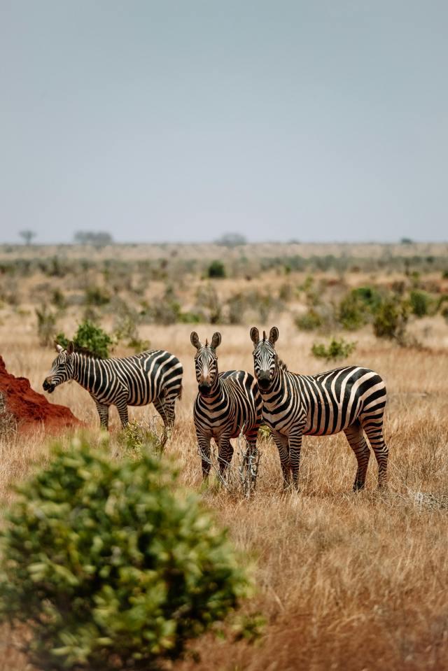 Super oferta Safari Kenya, sejur 10 nopti, cu plecare din Cluj Napoca! (OR)