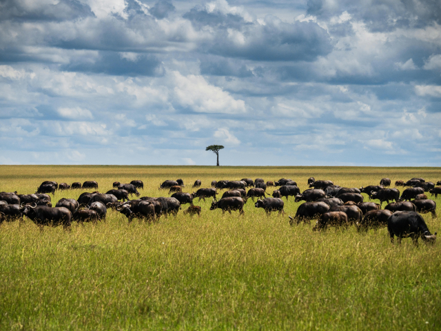 Oferta Kenya, Sejur si Safari, cu plecare din Budapesta (OR)