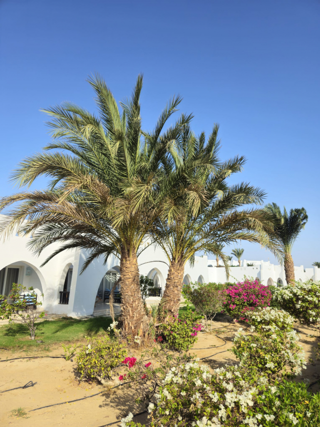 CRACIUN EGIPT HURGHADA, ZBOR DIN BUCURESTI, 7 NOPTI CAZARE CU ALL INCLUSIVE, TRANSFER