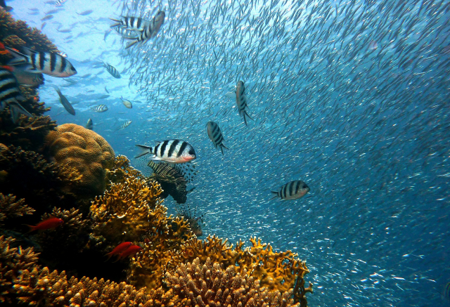 VACANTA SF. ION EGIPT HURGHADA, ZBOR DIN CLUJ, 7 NOPTI CAZARE CU ALL INCLUSIVE, TRANSFER