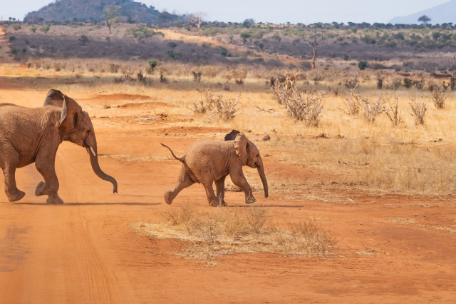 Super oferta Craciun si Revelion Kenya, Sejur si Safari 3 zile - Tsavo East si Amboseli, cu plecare din Bucuresti (OR)