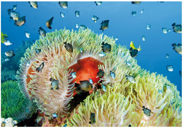 17.01 Zbor Bucuresti, Egipt Hurghada, Coral Beach  530 euro/pers, 7 nopti, all inclusive, taxa aeroport +transfer