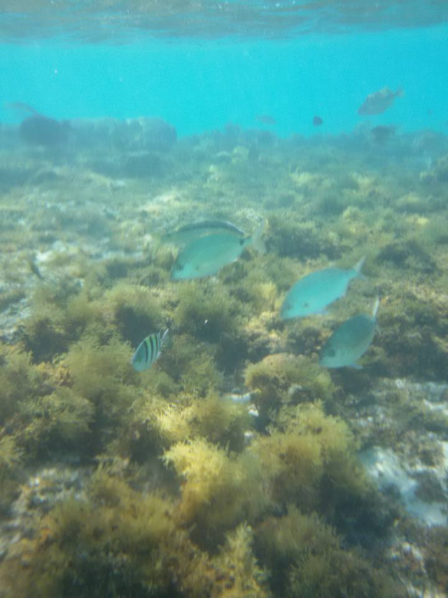 31.01 Zbor Bucuresti, Hurghada, AMC Royal, 535 euro/pers, 7 nopti, all inclusive, taxa aeroport+transfer incluse