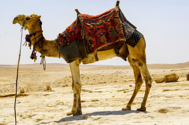 SUPER OFERTA EGIPT HURGHADA, ZBOR DIN BUCURESTI, 7 NOPTI CAZARE, ALL INCLUSIVE, TRANSFER