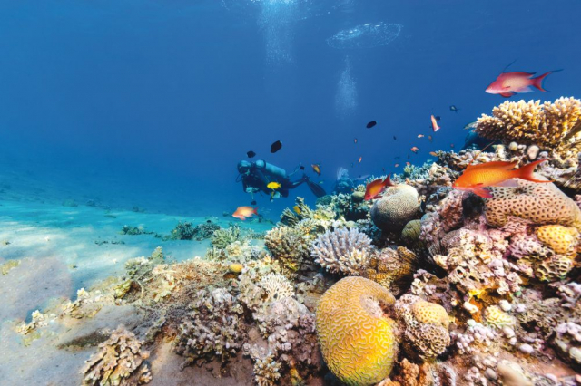 SHARM EL SHEIKH - 7 nopti cazare 5* cu ultra all inclusive + bilet avion Bucuresti + taxe aeroport + transferuri = 565 euro/pers