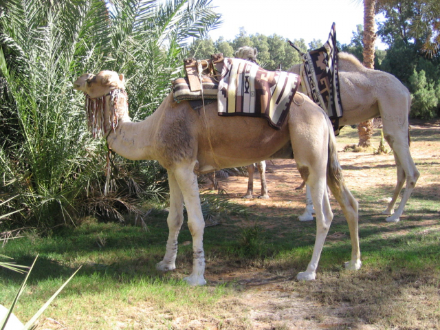 03.04 Zbor Bucuresti, Cartagina si magia desertului, de la 840 euro/ 7 cazari pensiune completa, vizite conform program