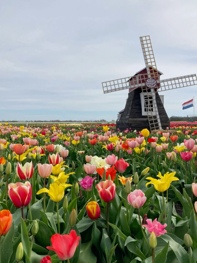 1 Mai la Amsterdam– City Break Last Minute din Cluj✈️