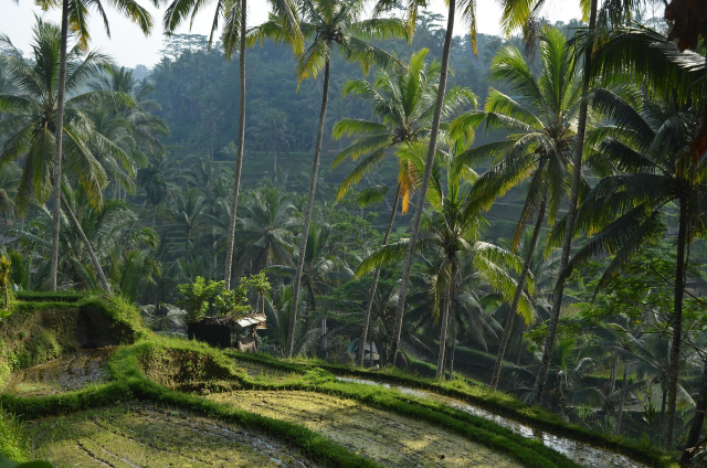 Super Deal Last Minute in Bali  (Ubud +Plaja) , Sejur 8 nopti, cu plecare din Bucuresti(LP)