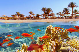 Sejur de 7 nopti la plaja in Hurghada la doar 589 euro,avion din Iasi!!!Seven Seas Jolie Bay 5*