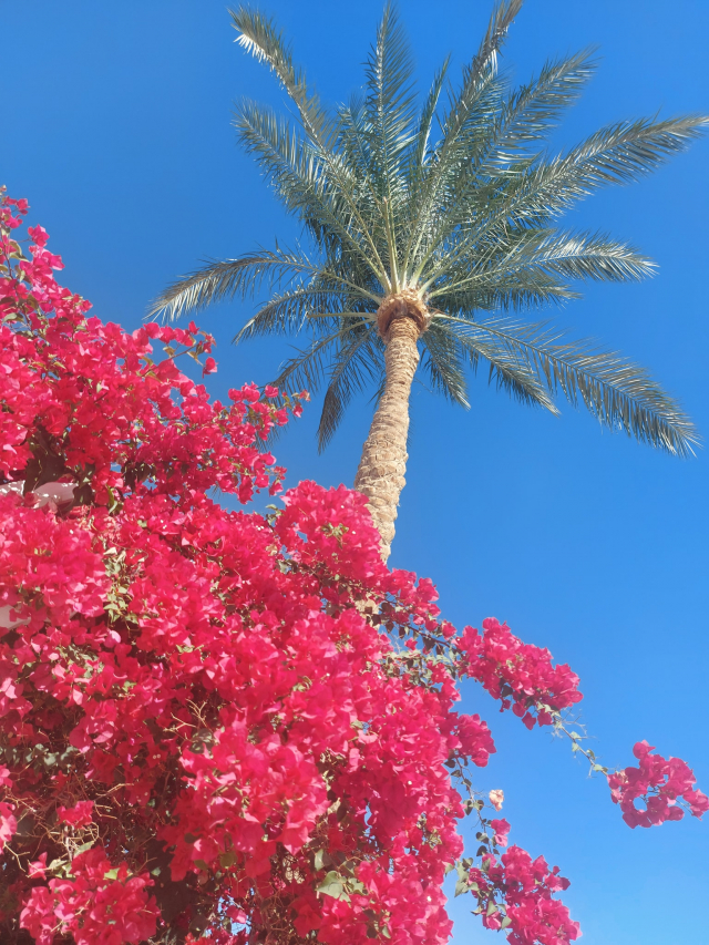 12.06 Zbor Bucuresti, Egipt - Hurghada SEVEN SEAS JOLIE BAY 710 EURO, 7 nopti, Ultra All inclusive