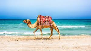  Sejur la plaja in Tunisia la doar 555 euro,avion din Bucuresti!!!Blue Marine Hotel Thalasso