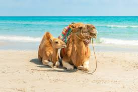 Vacanta de vara la plaja in Tunisia la doar 658 euro,avion din Cluj!!!Iberostar Selection Mirage Hammamet 5*