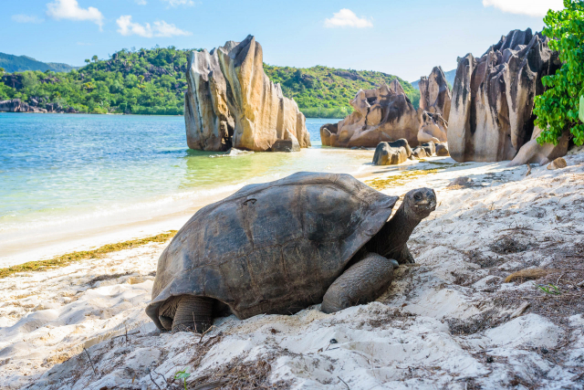 LAST MINUTE SEYCHELLES - PLECARE DIN CLUJ