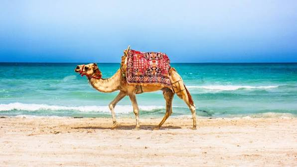 Sejur la la plaja in Tunisia la doar 876 euro,avion din Sibiu!The Mirage &amp; Spa Hammamet 5*