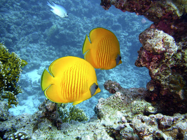 SUPER OFERTA EGIPT SHARM EL SHEIKH, ZBOR DIN BUCURESTI, 7 NOPTI CAZARE CU ALL INCLUSIVE, TRANSFER