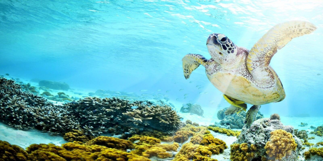 VACANTA LAST MINUTE HURGHADA CU ZBOR DIN BAIA MARE📍🗺️