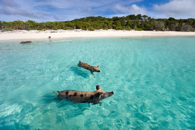 SUPER OFERTA BAHAMAS, CU ZBOR DIN BUCURESTI ✈️