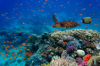 last minute Egipt / Sharm El Sheikh