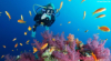 last minute Egipt / Sharm El Sheikh