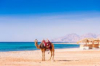 last minute Tunisia / Hammamet