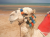 last minute Egipt / Hurghada