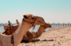 last minute Egipt / Hurghada