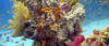 last minute Egipt / Sharm El Sheikh