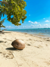 last minute Mauritius / Flic En Flac