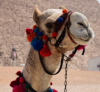 last minute Egipt / Hurghada