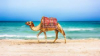 last minute Tunisia / Hammamet