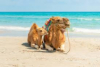 last minute Tunisia / Hammamet