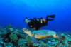 last minute Grecia / Insula Zakynthos