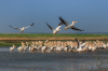 Excursie cu spectacol Lipovenesc in Delta Dunarii