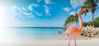  Amsterdam Manor Aruba Beach Resort