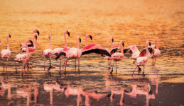  Sarova Whitesands Beach Resort & Spa